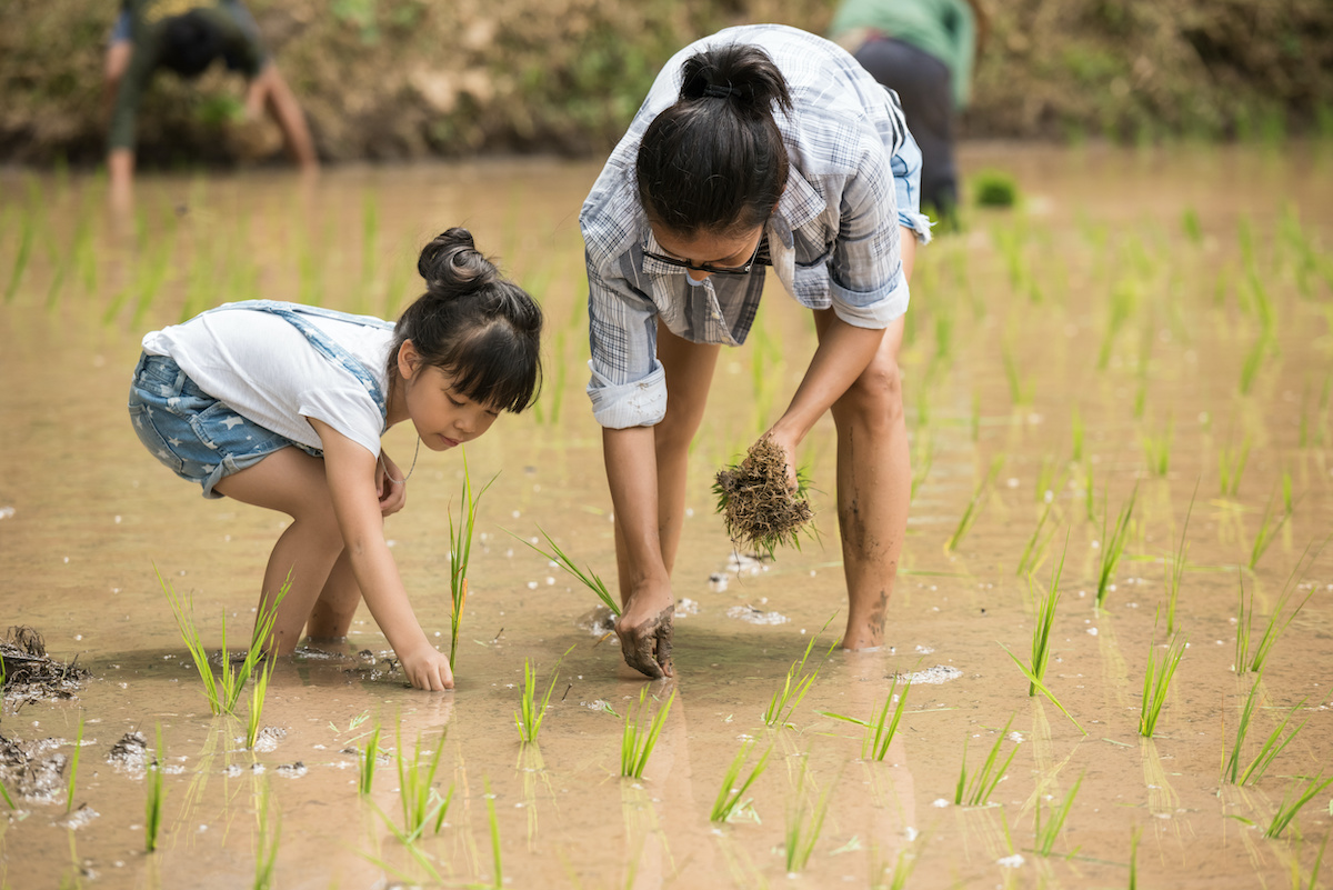 Mother and daughter planting rice